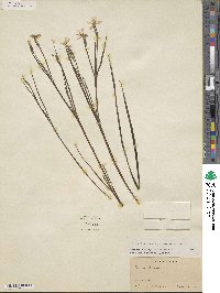 Sisyrinchium ensigerum image