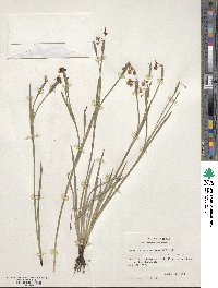 Sisyrinchium ensigerum image