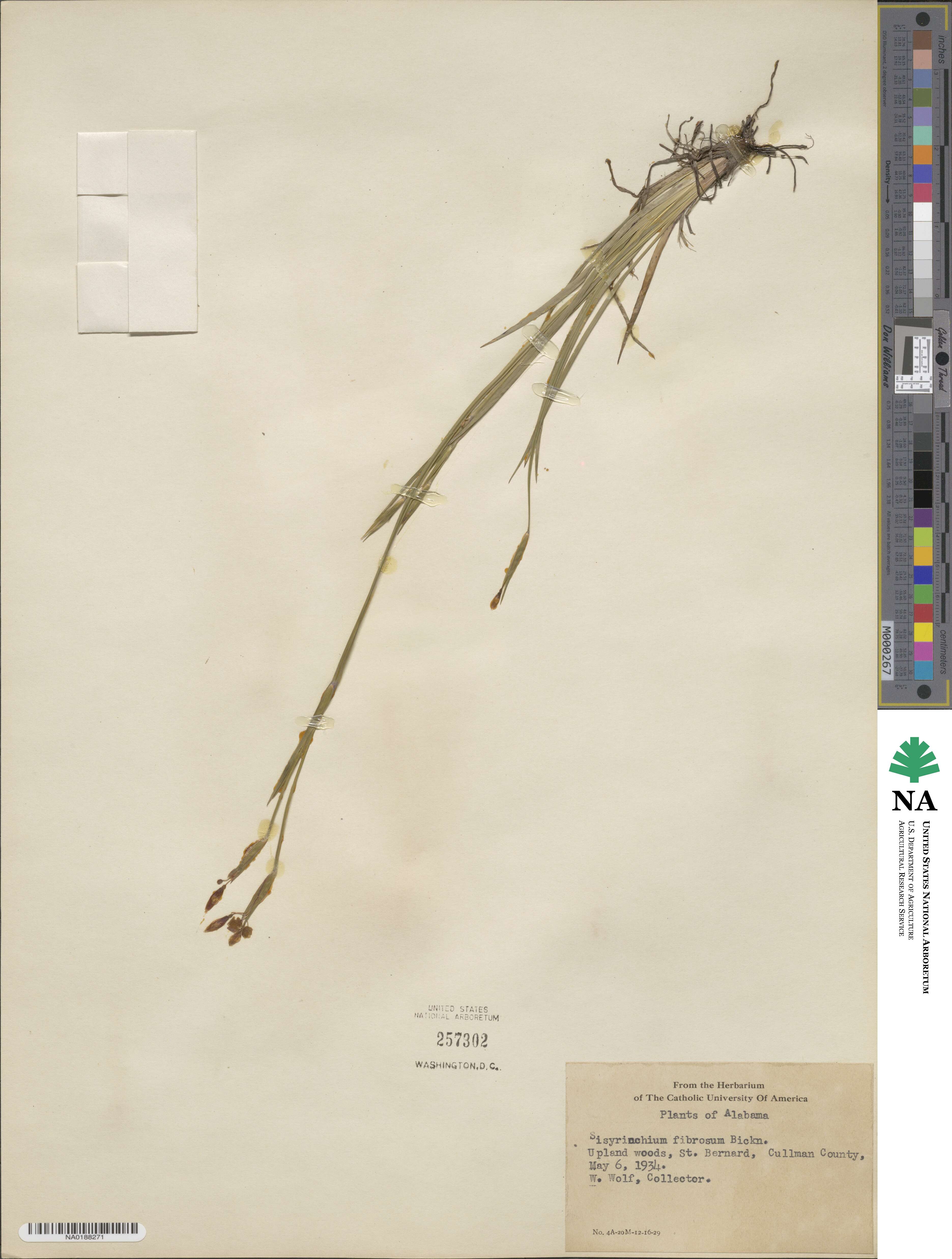 Sisyrinchium nashii image
