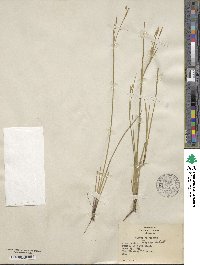 Sisyrinchium nashii image