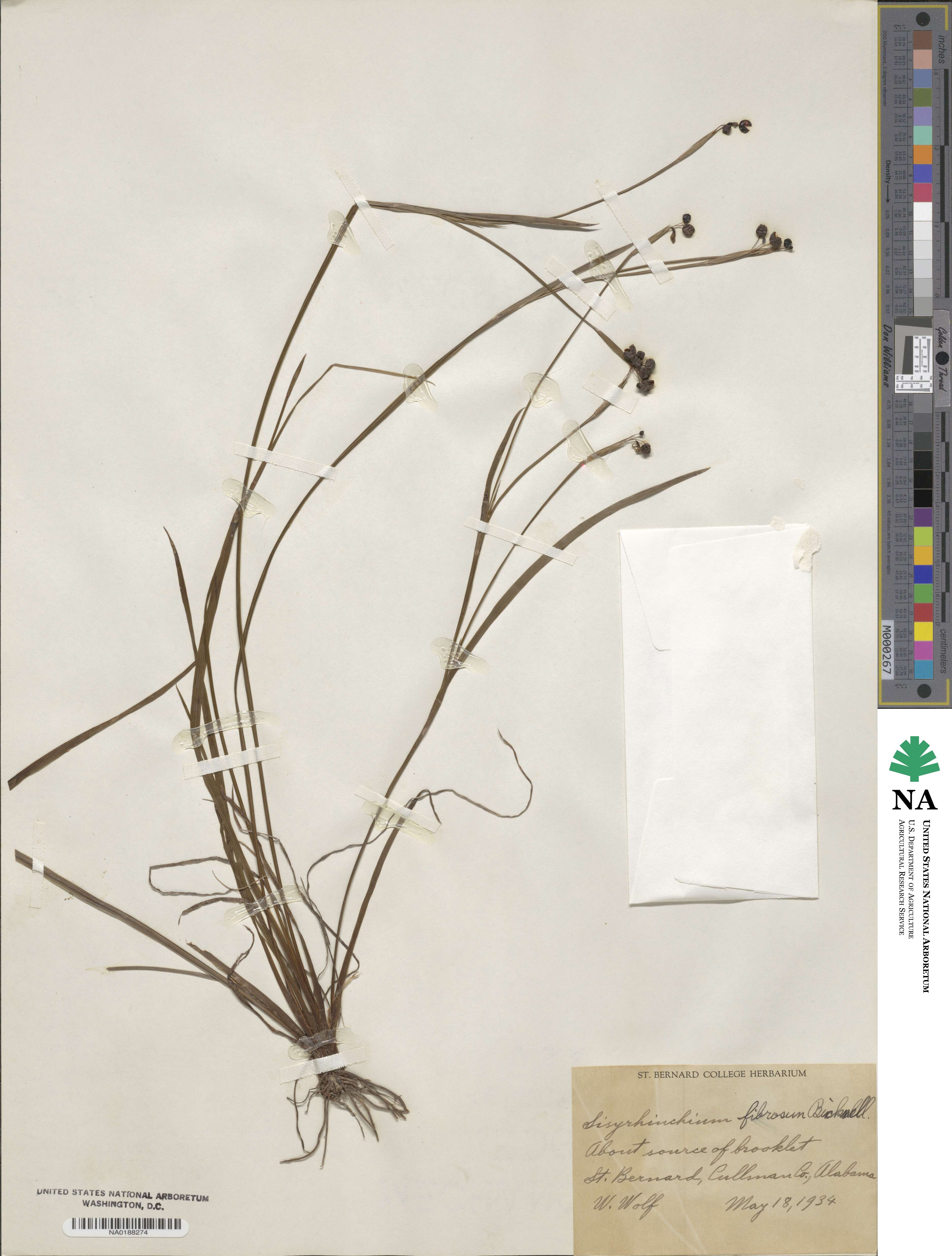 Sisyrinchium nashii image