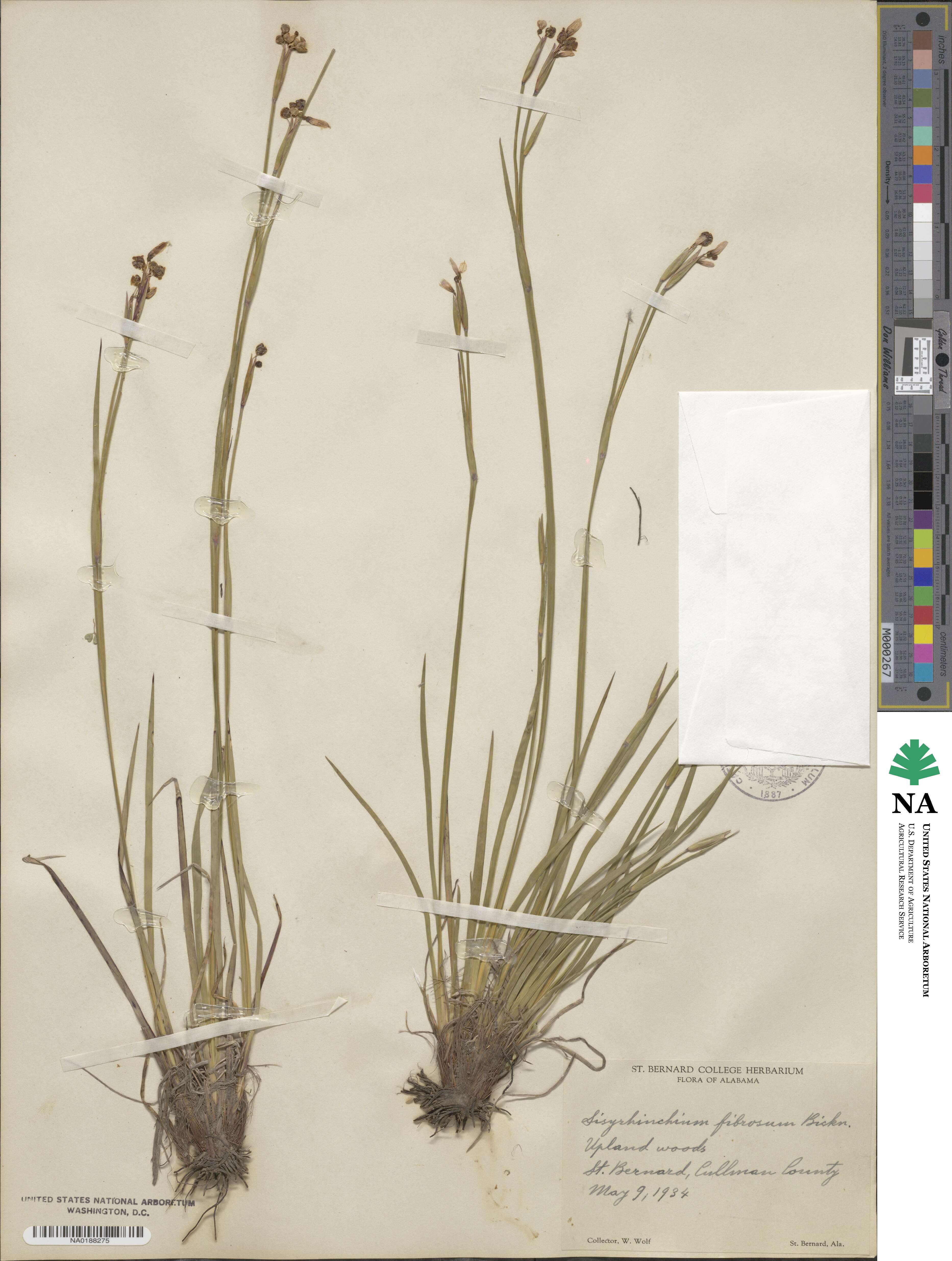 Sisyrinchium nashii image