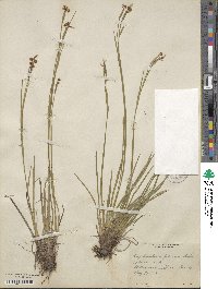 Sisyrinchium nashii image