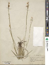 Sisyrinchium nashii image