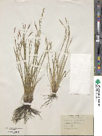 Sisyrinchium nashii image