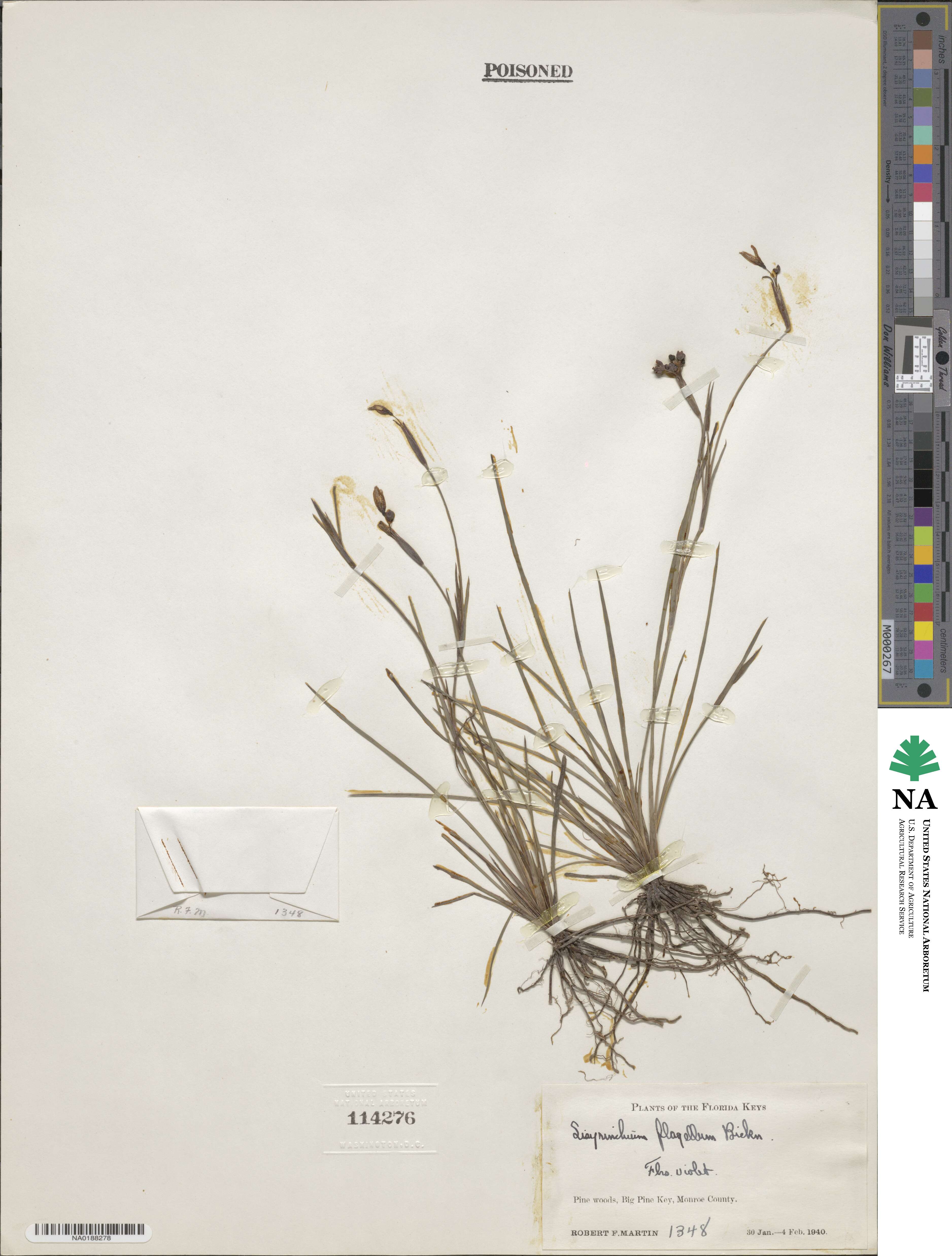 Sisyrinchium miamiense image