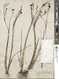 Sisyrinchium floridanum image