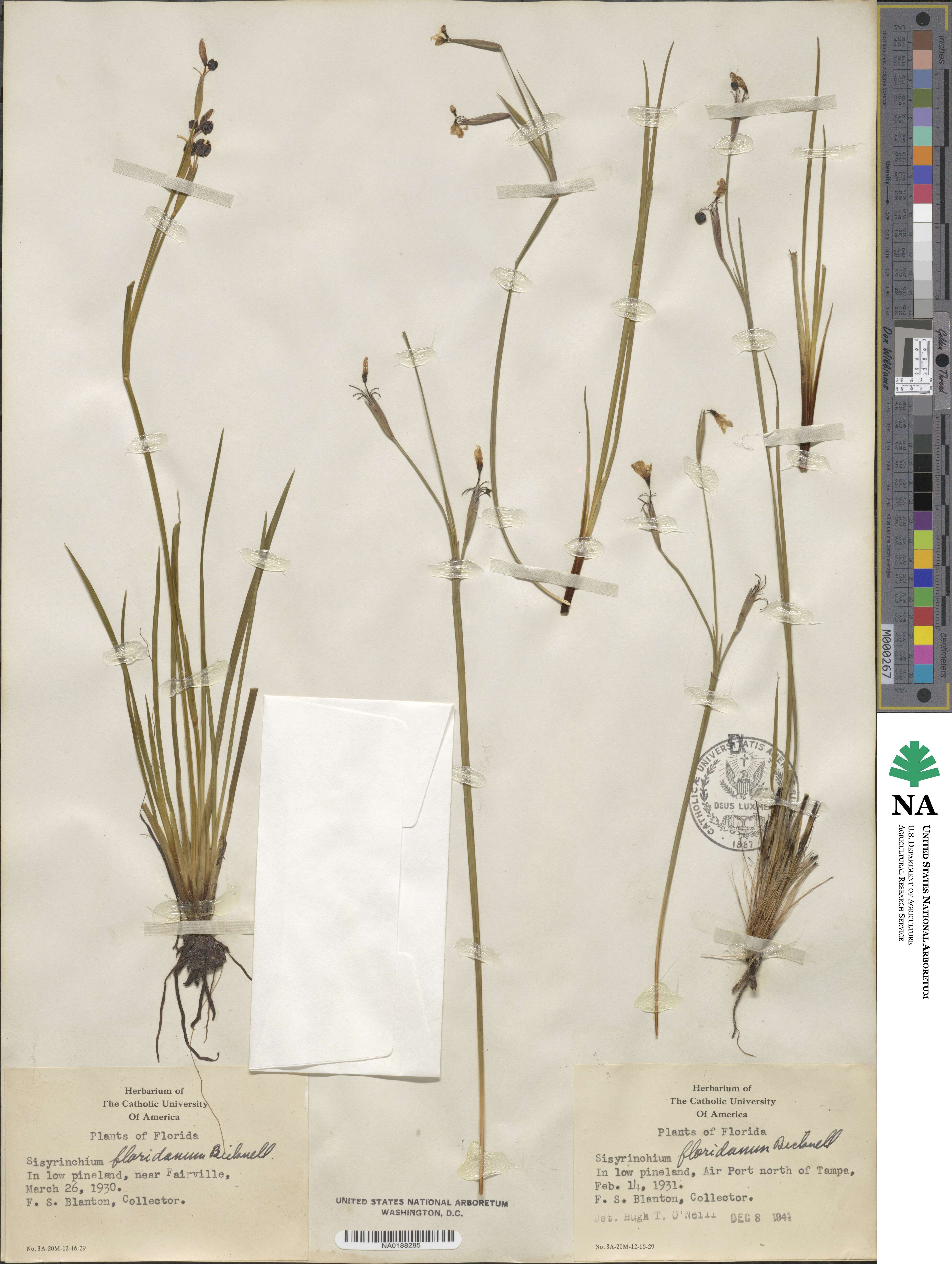 Sisyrinchium floridanum image