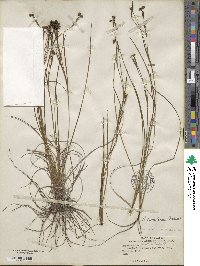 Sisyrinchium floridanum image