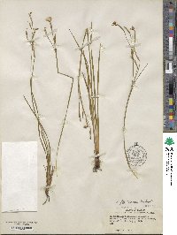 Sisyrinchium floridanum image