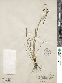 Sisyrinchium floridanum image