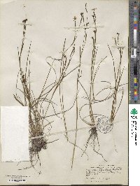 Sisyrinchium floridanum image