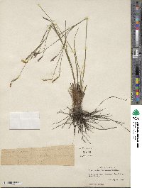 Sisyrinchium floridanum image