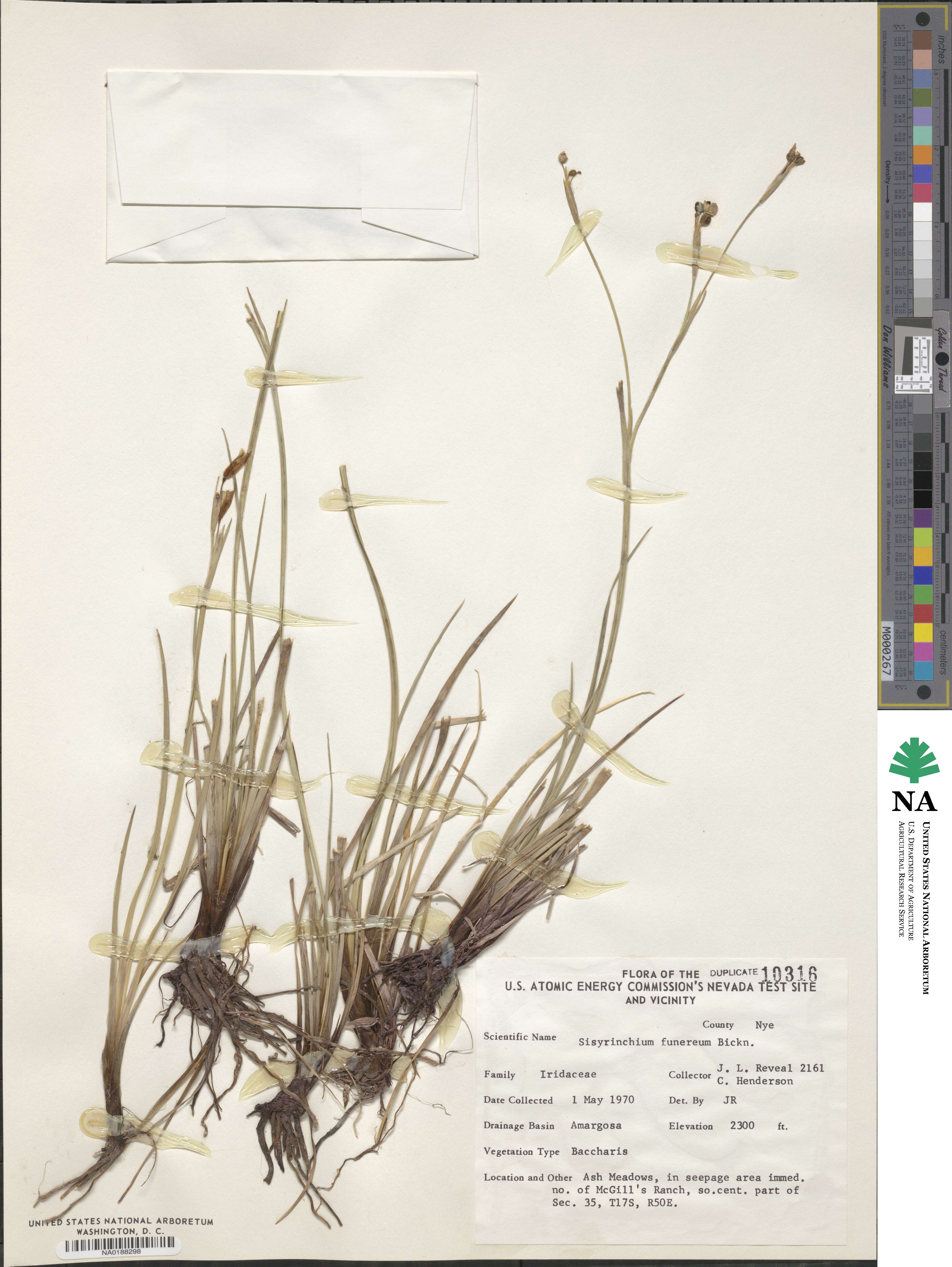 Sisyrinchium funereum image