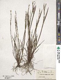 Sisyrinchium graminifolium image