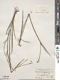 Sisyrinchium graminifolium image