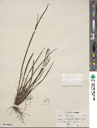 Sisyrinchium graminifolium image