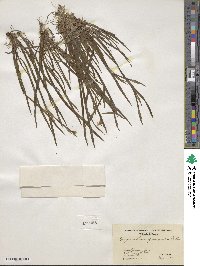 Sisyrinchium graminifolium image