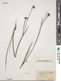 Sisyrinchium graminifolium image