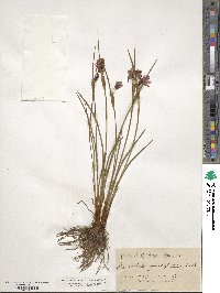 Olsynium douglasii image