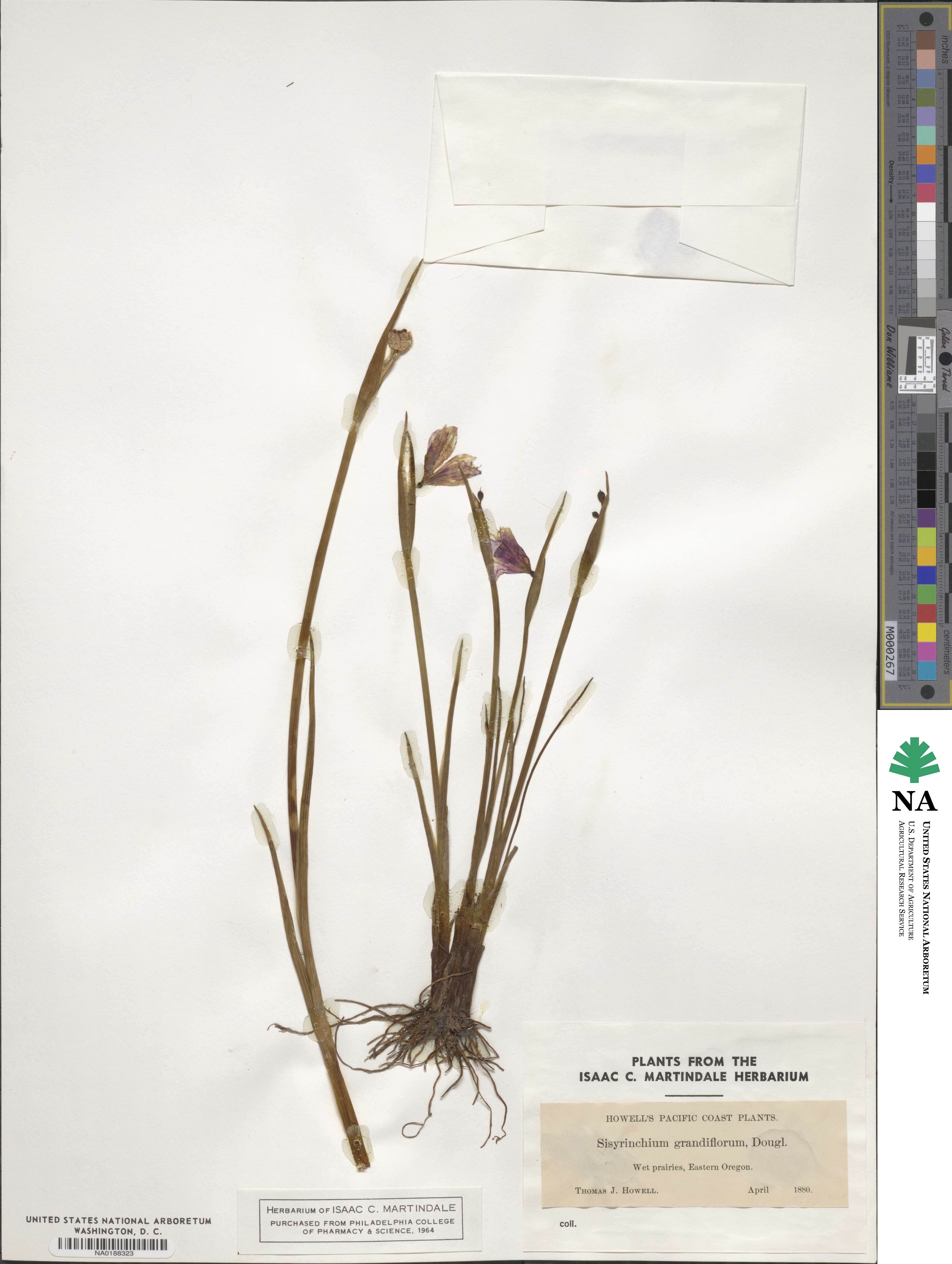 Olsynium douglasii image