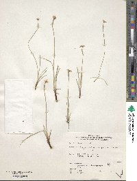 Image of Sisyrinchium halophilum