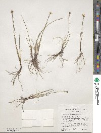 Sisyrinchium halophilum image