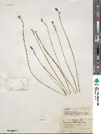 Sisyrinchium halophilum image