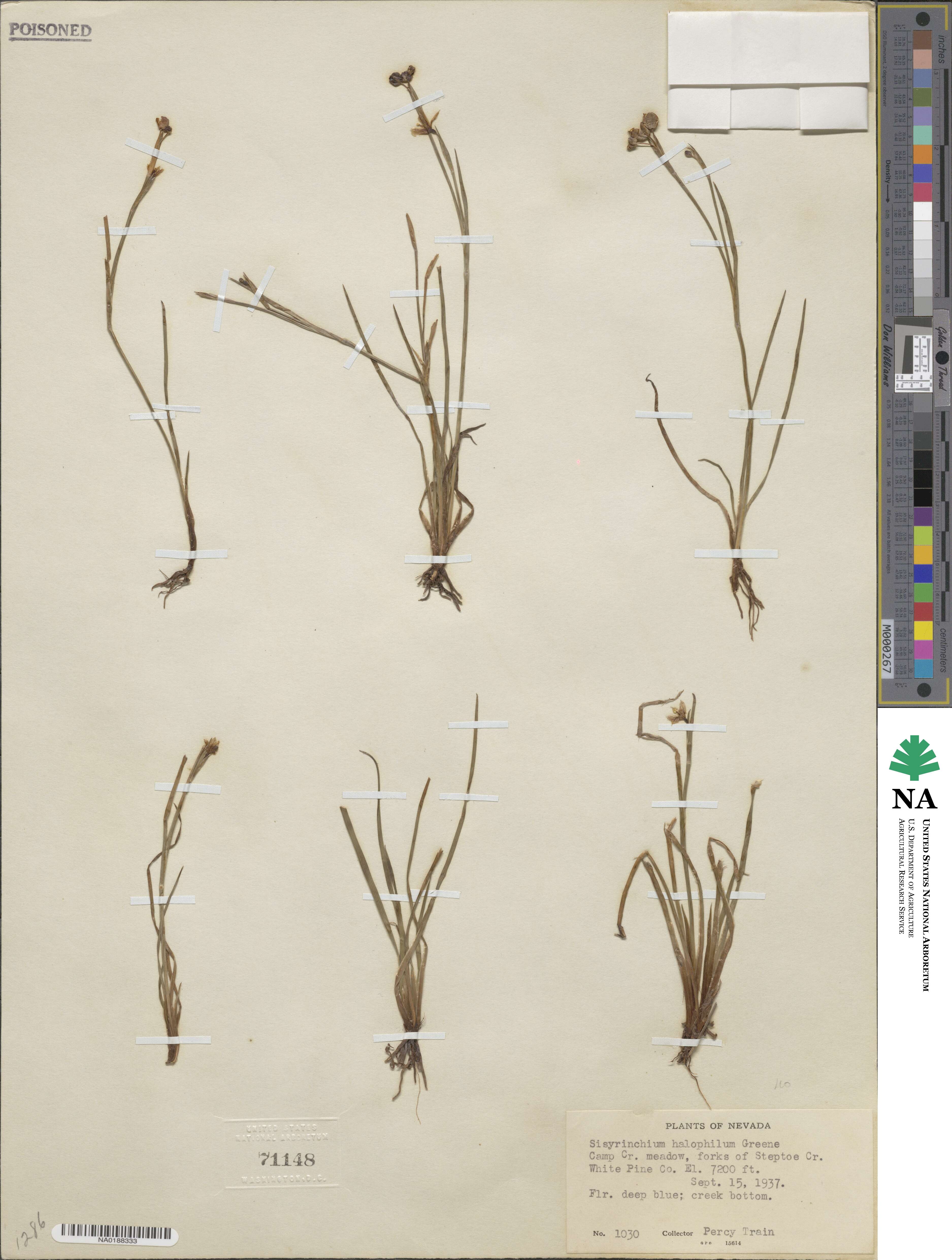 Sisyrinchium halophilum image