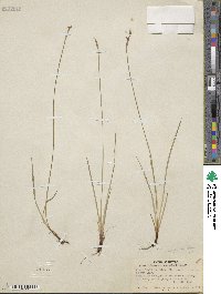 Sisyrinchium halophilum image