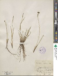 Sisyrinchium idahoense image