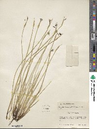 Sisyrinchium idahoense image