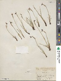 Sisyrinchium idahoense image