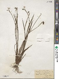 Sisyrinchium mucronatum image