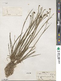 Sisyrinchium mucronatum image