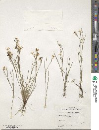 Sisyrinchium langloisii image