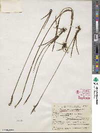 Sisyrinchium littorale image