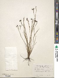 Sisyrinchium miamiense image