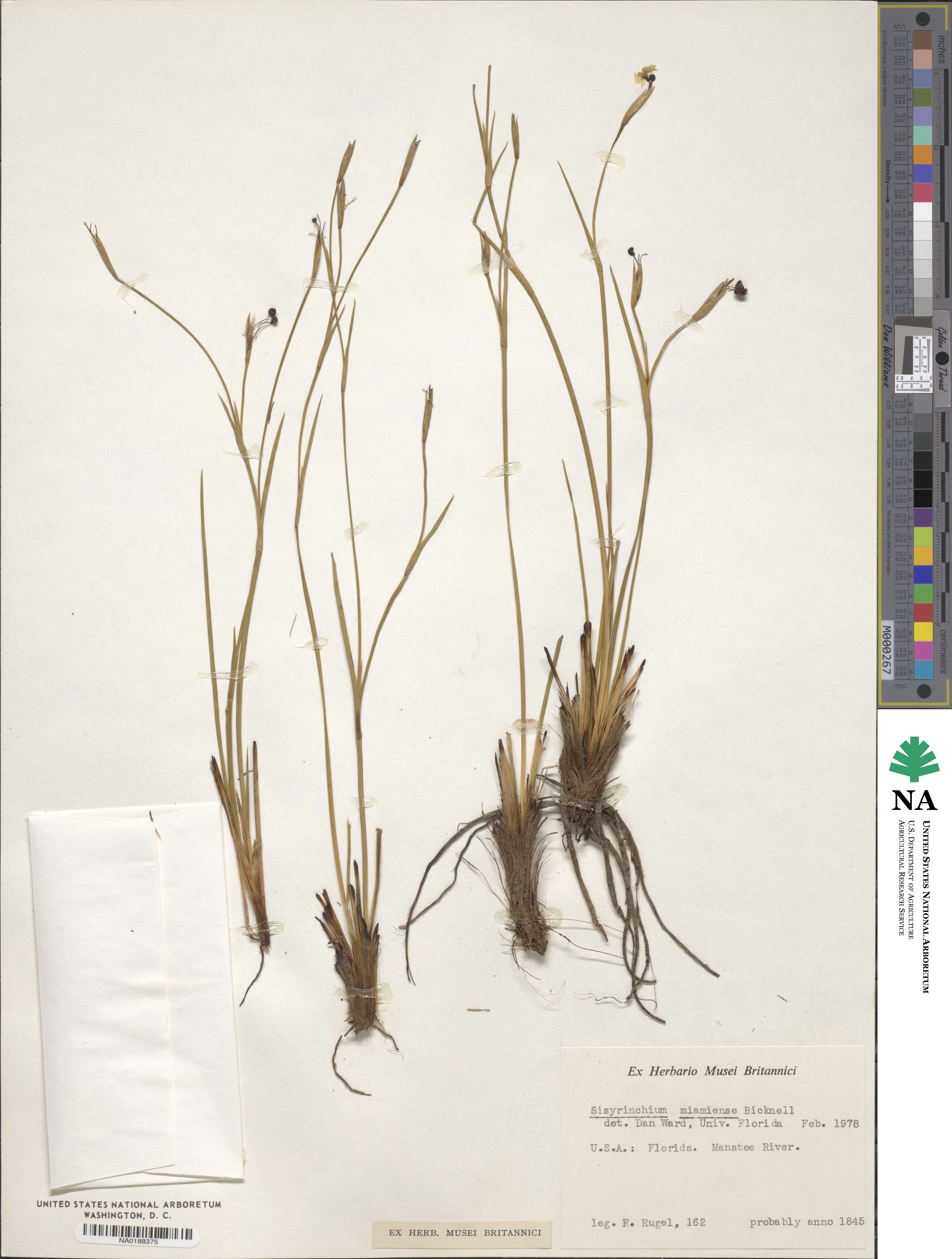 Sisyrinchium miamiense image