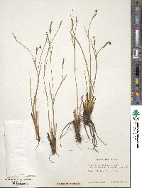 Sisyrinchium miamiense image