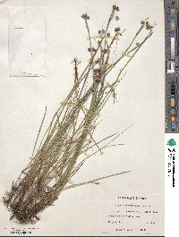 Image of Sisyrinchium montanum