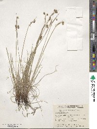 Sisyrinchium montanum image