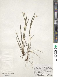 Sisyrinchium mucronatum image