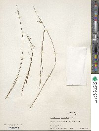 Sisyrinchium mucronatum image