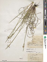 Sisyrinchium mucronatum image