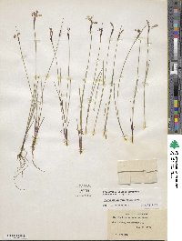 Sisyrinchium mucronatum image