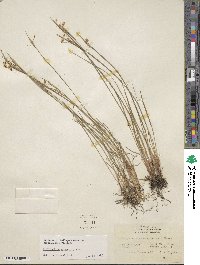 Sisyrinchium mucronatum image