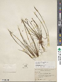 Sisyrinchium mucronatum image