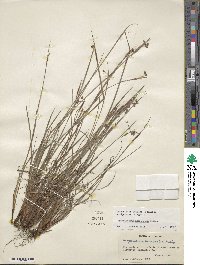 Sisyrinchium mucronatum image