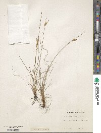 Sisyrinchium mucronatum image